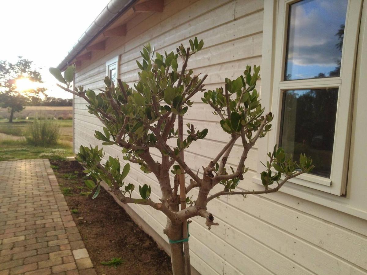 Lavendelbo B&B Hjallerup 外观 照片